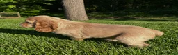 Cocker Spaniel dogs for sale: Grace - Ad 3