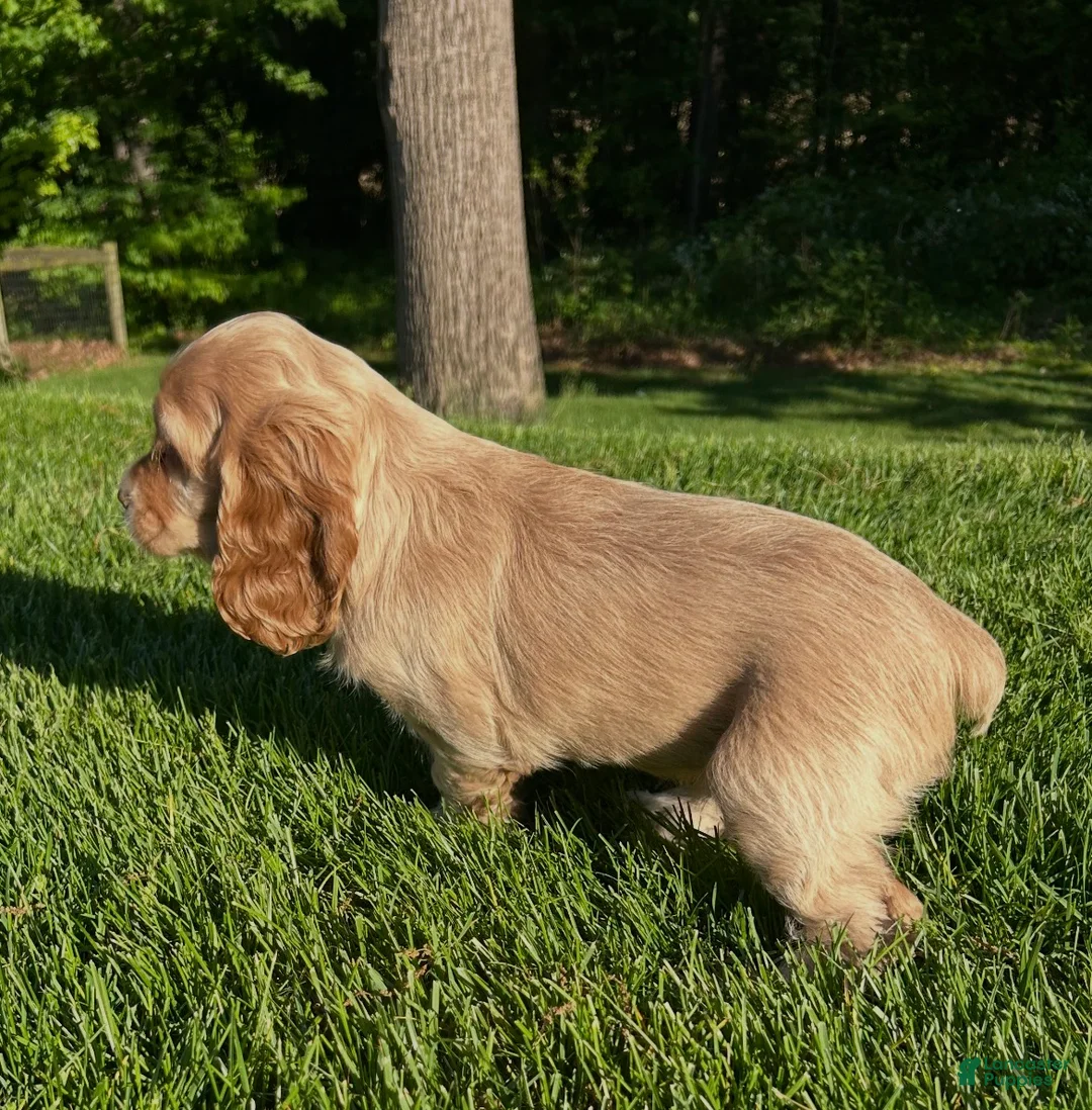 Cocker Spaniel dogs for sale: Grace - Ad 3