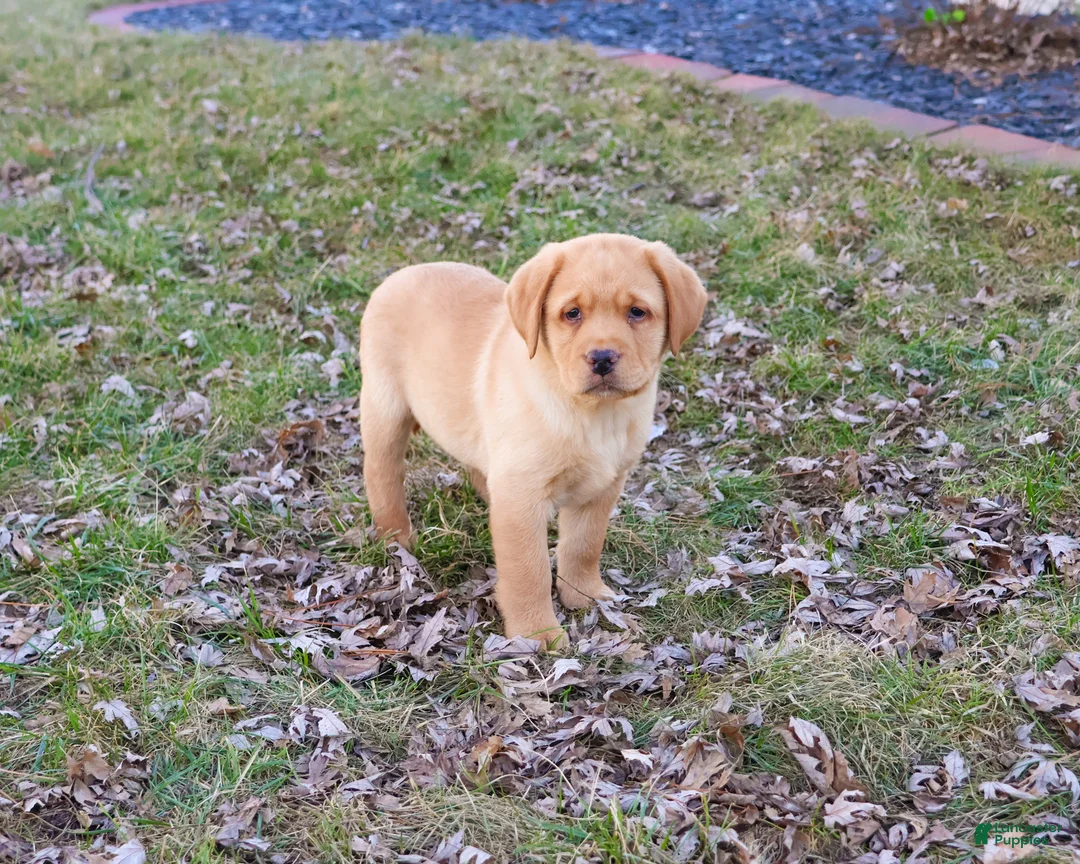 Labrador Retriever dogs for sale: Eddie - Ad 2