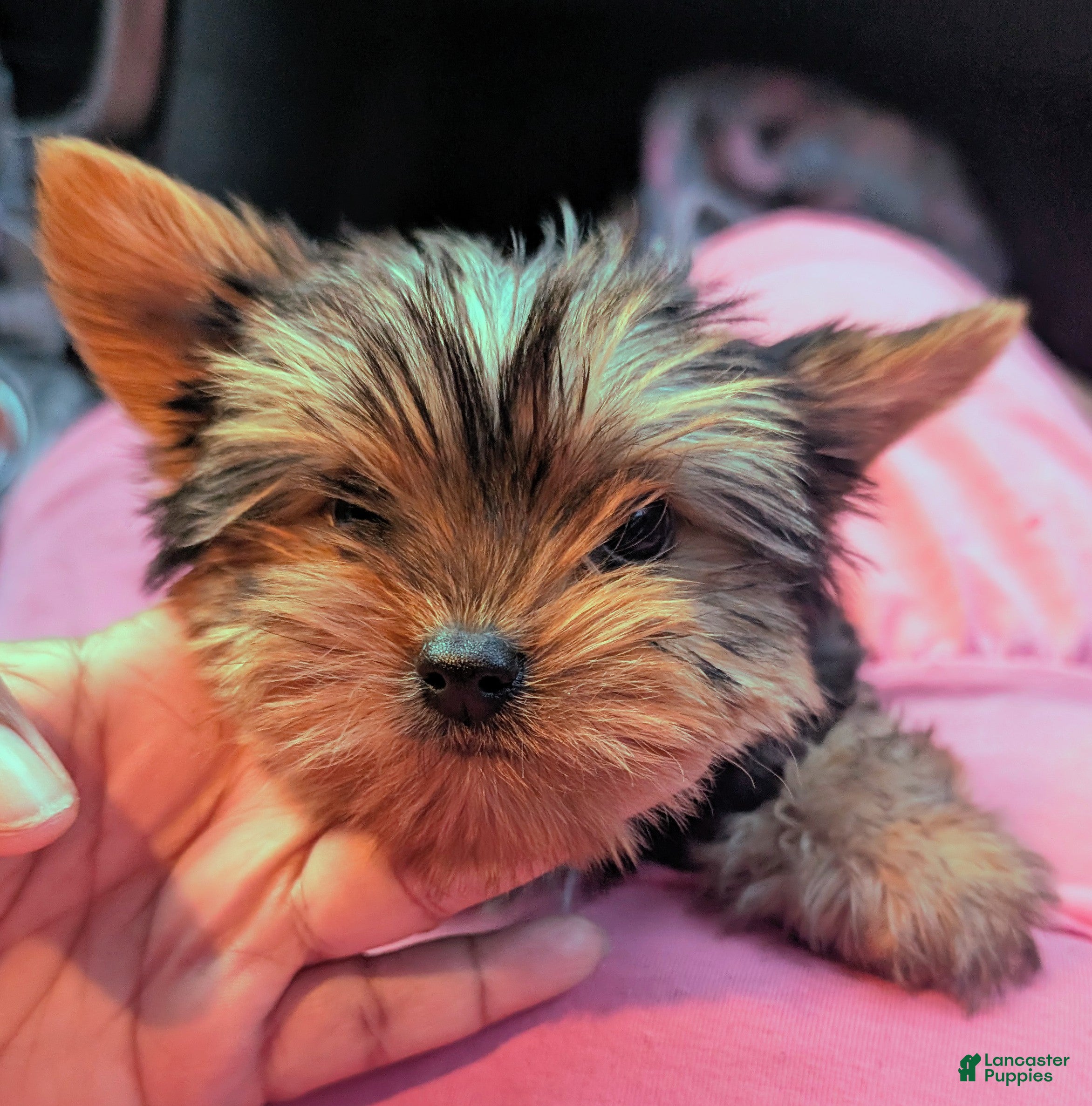 Yorkshire Terrier dogs Yorkshire Terrier 1 - Ad 27