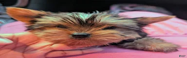 Yorkshire Terrier 1