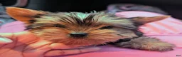 Yorkshire Terrier dogs for sale: Yorkshire Terrier 1 - Ad 1