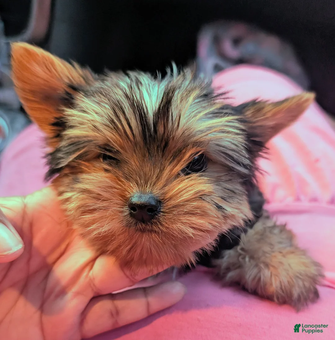 Yorkshire Terrier dogs for sale: Yorkshire Terrier 1 - Ad 1
