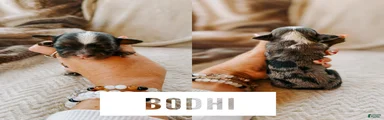 Bodhi 