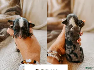 Cavapoo dogs Bodhi - Ad 14