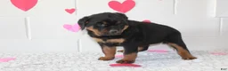 Rottweiler dogs for sale: Chloe - Ad 6