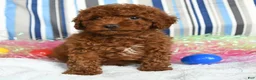 Miniature Poodle dogs for sale: Cocoa - Ad 4
