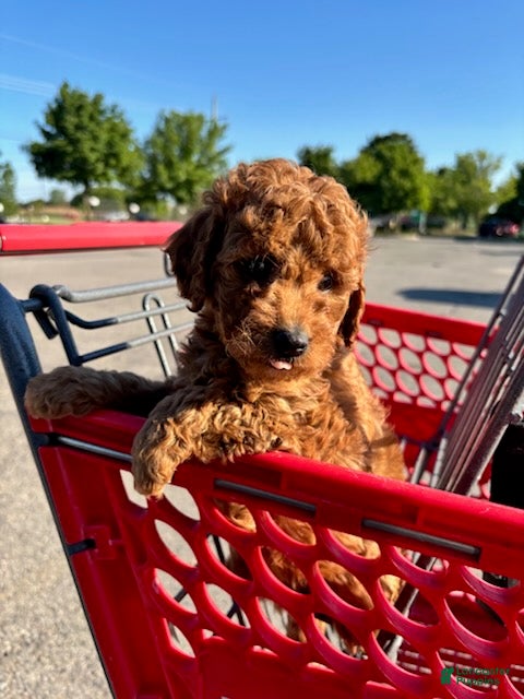 Mini Goldendoodle dogs for sale: Boy 1  - Ad 6