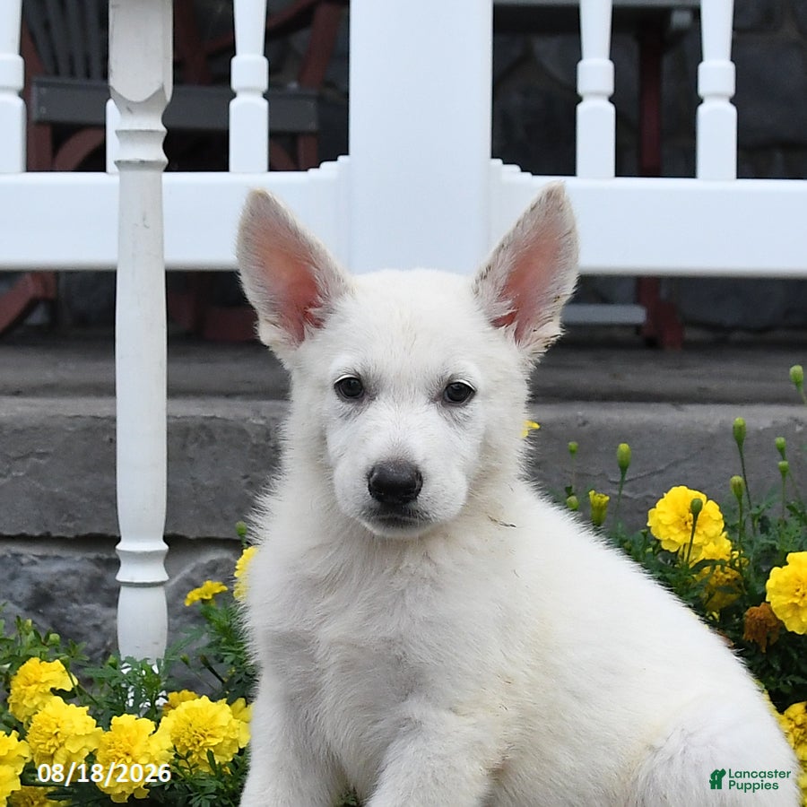 German Shepherd dogs Moose - Ad 2