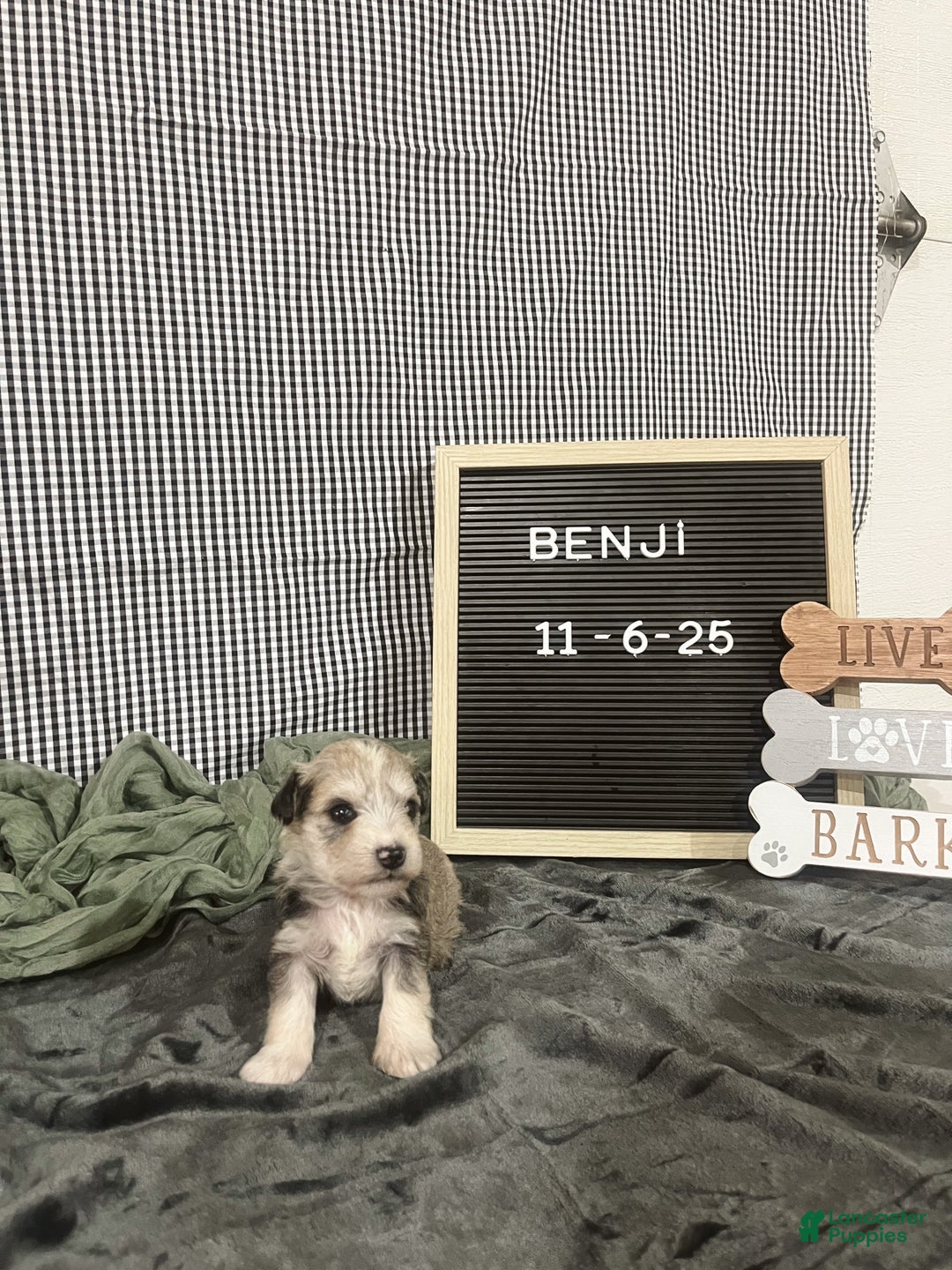 Standard Schnauzer dogs for sale: Benji - Ad 1