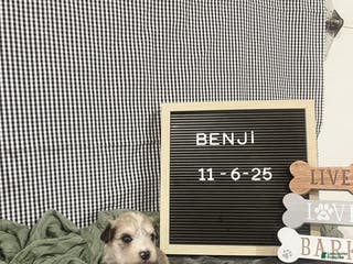 Standard Schnauzer dogs Benji - Ad 3