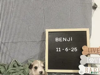 Standard Schnauzer dogs Benji - Ad 2