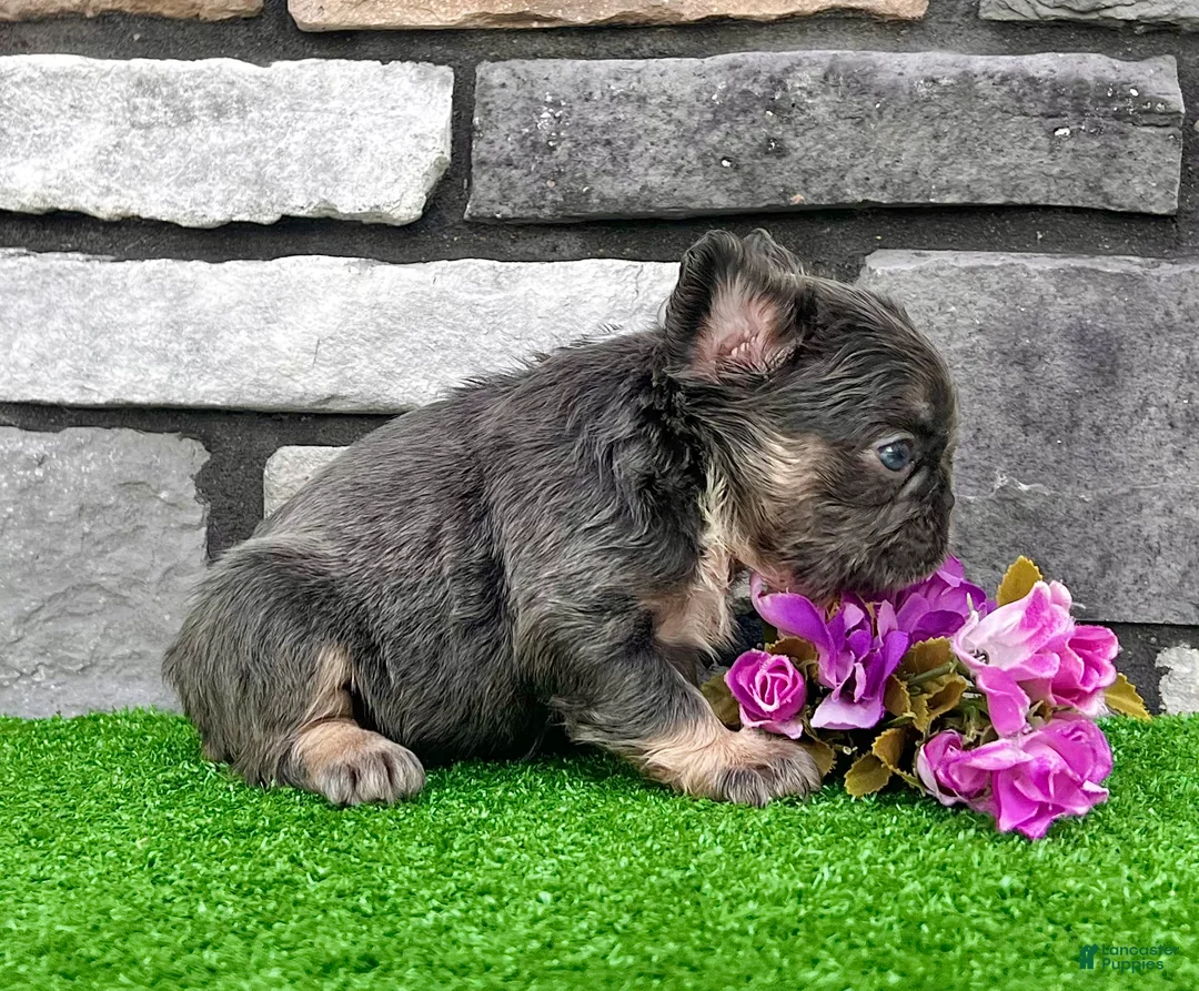 French Bulldog dogs for sale: French Bulldog 3 - Ad 4