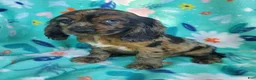 Cocker Spaniel dogs for sale: Dylan - Ad 1