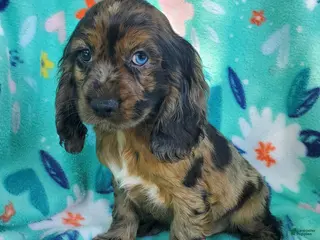 Cocker Spaniel dogs for sale: Dylan - Ad 2