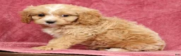 Cavapoo dogs for sale: Tonya - Ad 9
