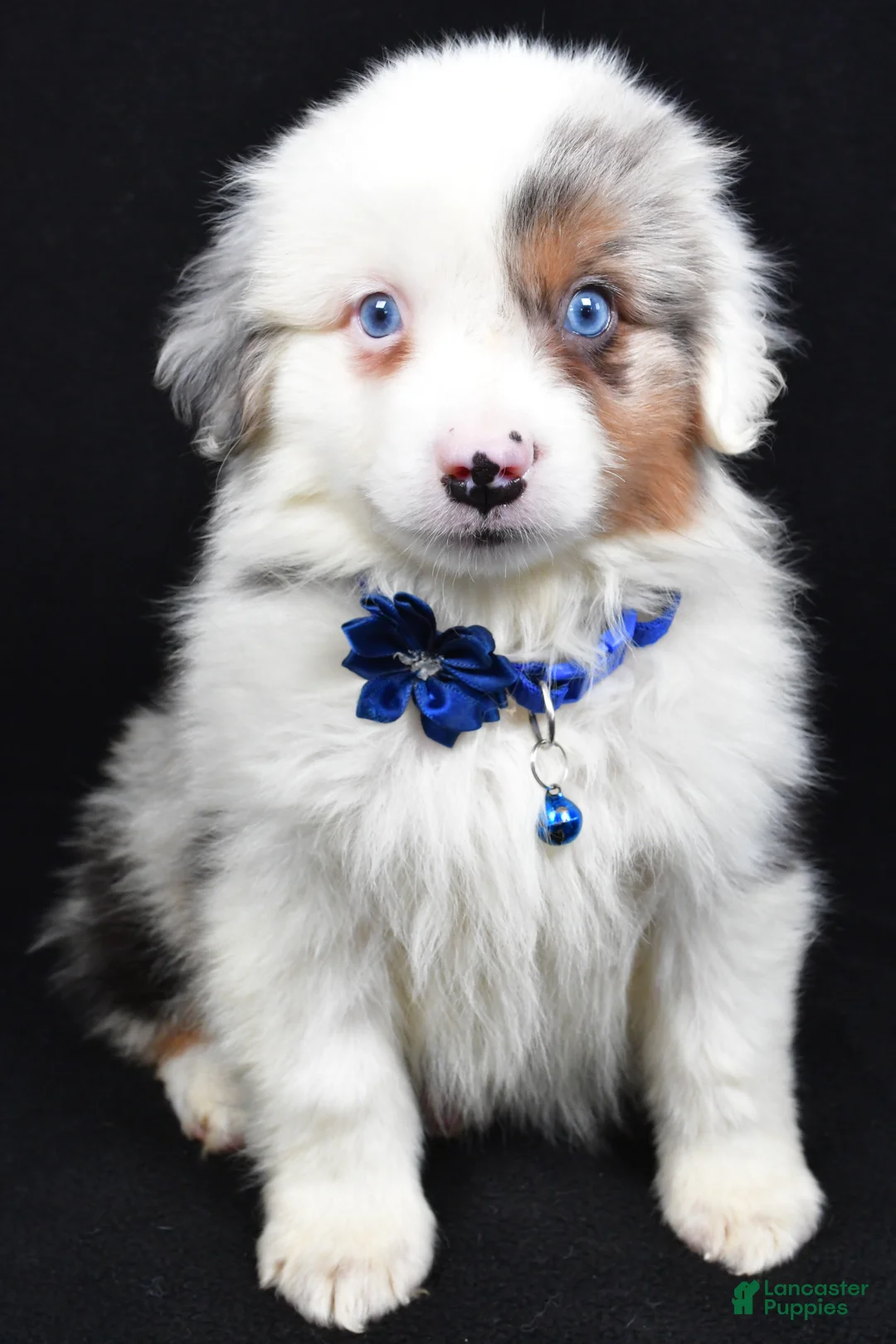 Miniature Australian Shepherd dogs for sale: Maverick  - Ad 5