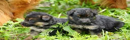 German Shepherd dogs for sale: German Shepherd 1 - Ad 6