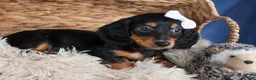 Miniature Dachshund dogs for sale: 🐾 MEET VIKING 🐶❤️ - Ad 7