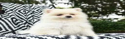 Pomeranian dogs for sale: Gouda - Ad 3