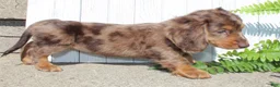 Miniature Dachshund dogs for sale: Piper - Ad 6