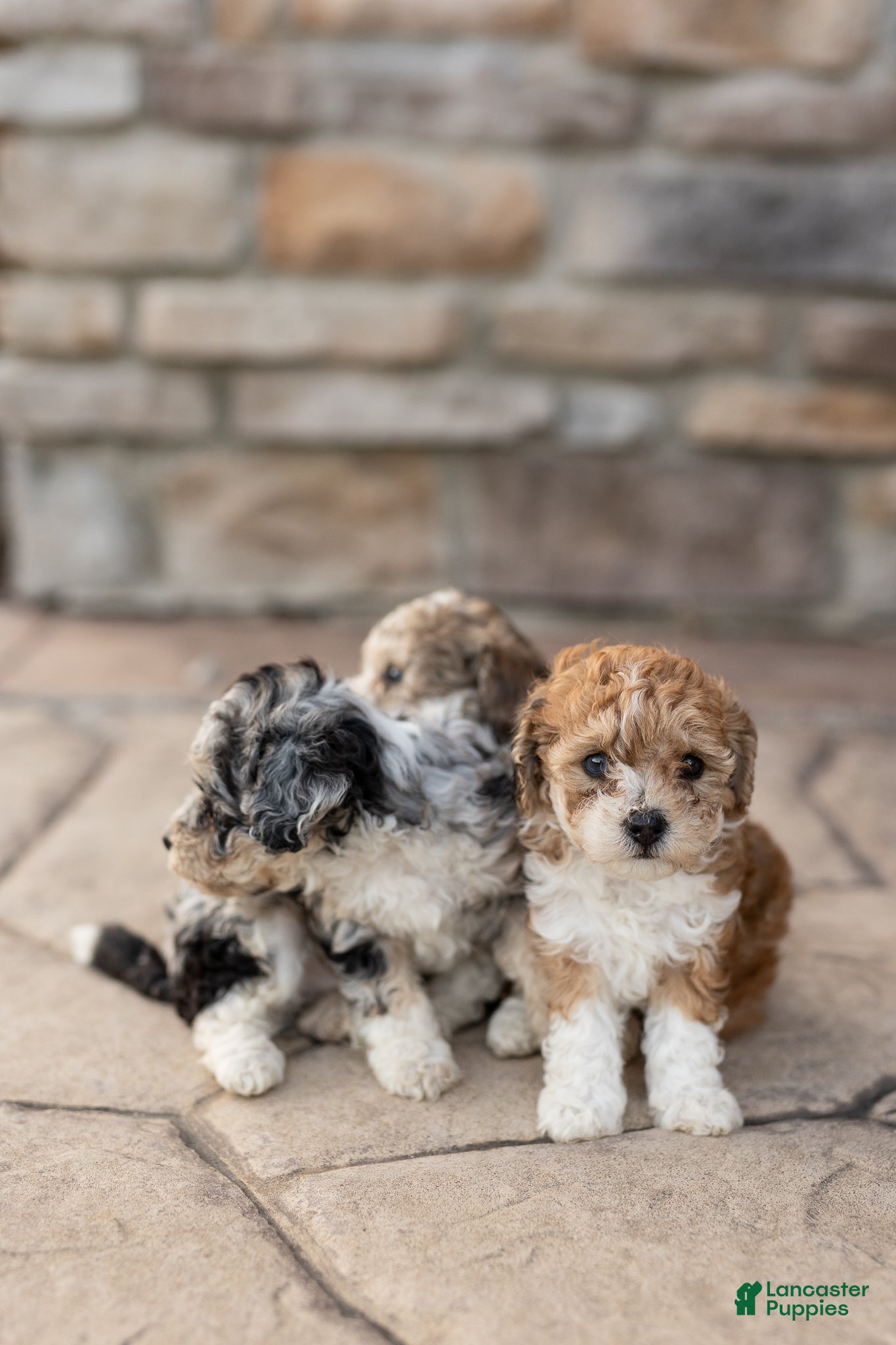 Bichpoo dogs for sale: Olive - Ad 2