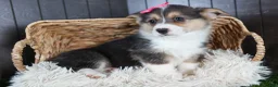 Welsh Corgi Pembroke dogs for sale: Razzle - Ad 8