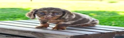 Miniature Dachshund dogs for sale: Shane - Ad 1