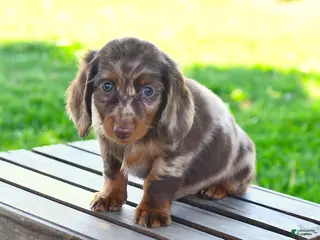 Miniature Dachshund dogs for sale: Shane - Ad 4