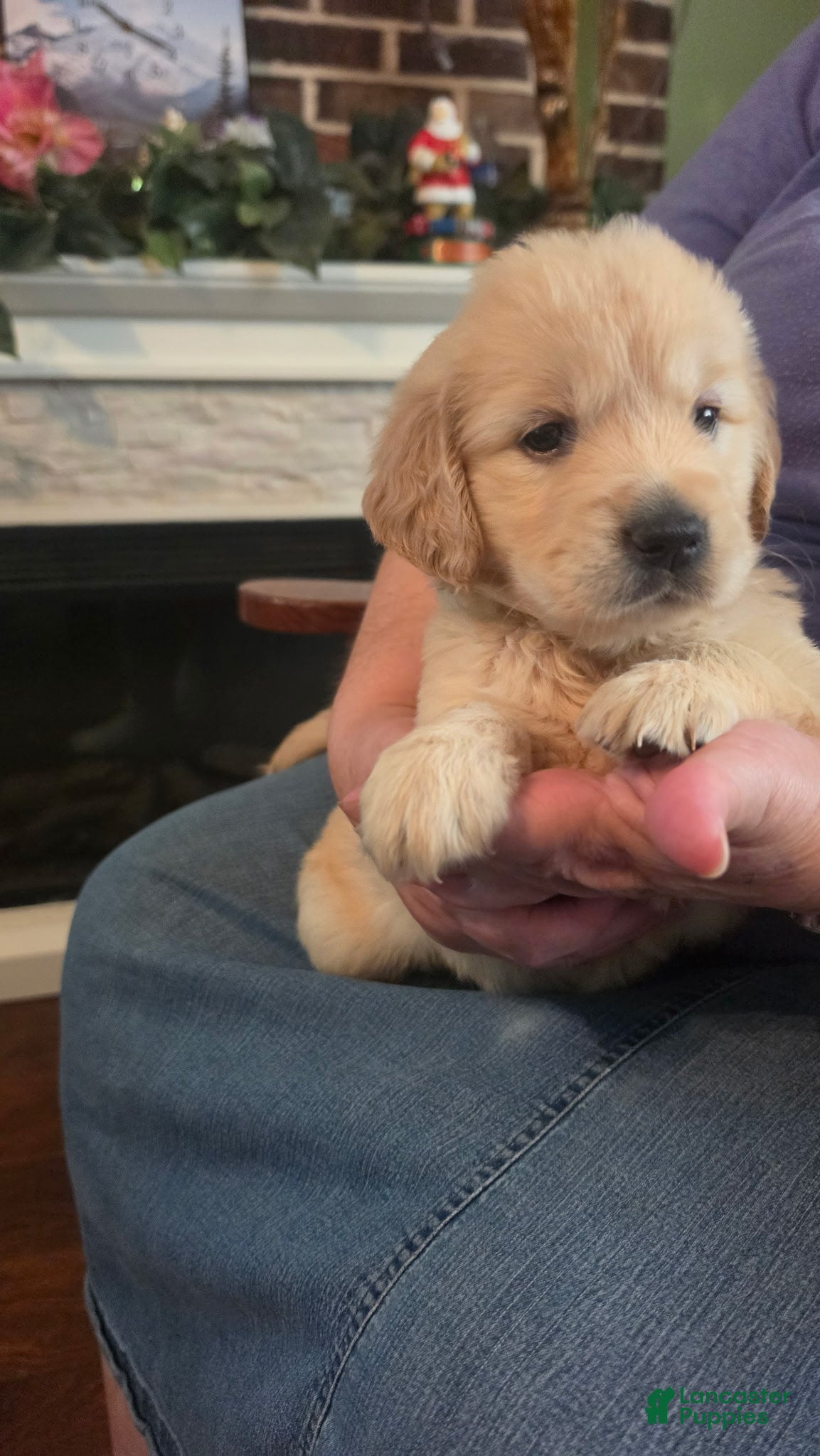 Golden Retriever dogs Marshmallow  - Ad 35
