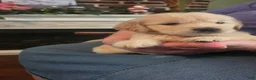 Golden Retriever dogs for sale: Marshmallow  - Ad 1