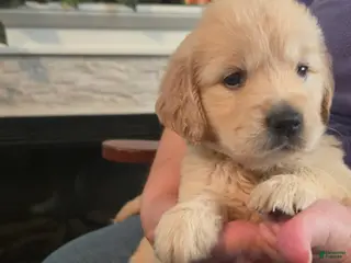 Golden Retriever dogs Marshmallow - Ad 35