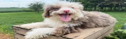 Mini Bernedoodle dogs for sale: Paris - Ad 2