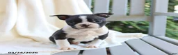 Boston Terrier dogs for sale: Charlie - Ad 3