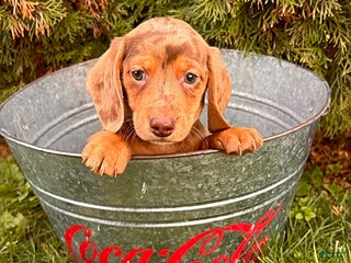 Miniature Dachshund dogs Harvey - Ad 28