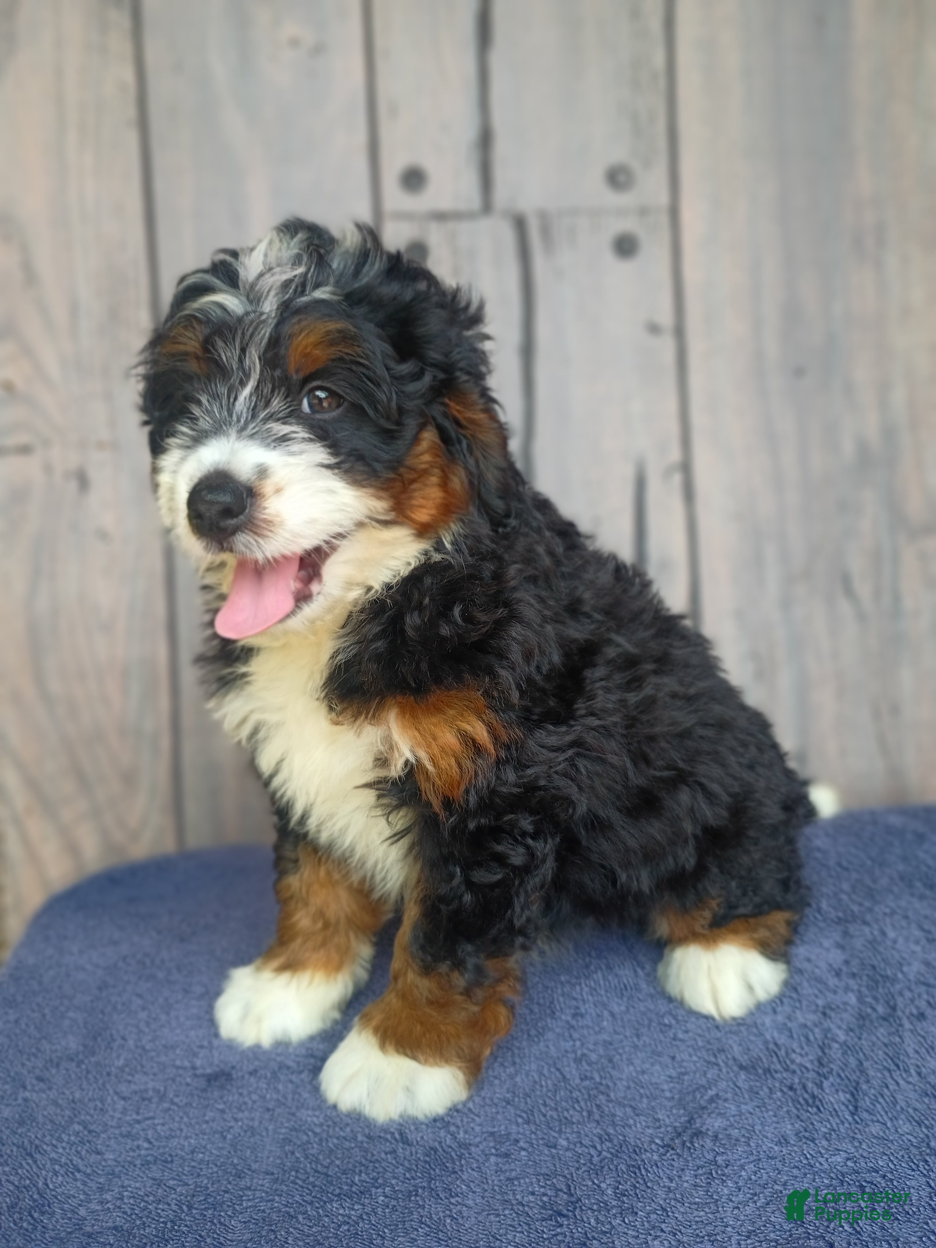Mini Bernedoodle dogs Beau - Ad 1