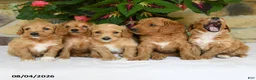 Mini Goldendoodle dogs for sale: Ranger - Ad 5