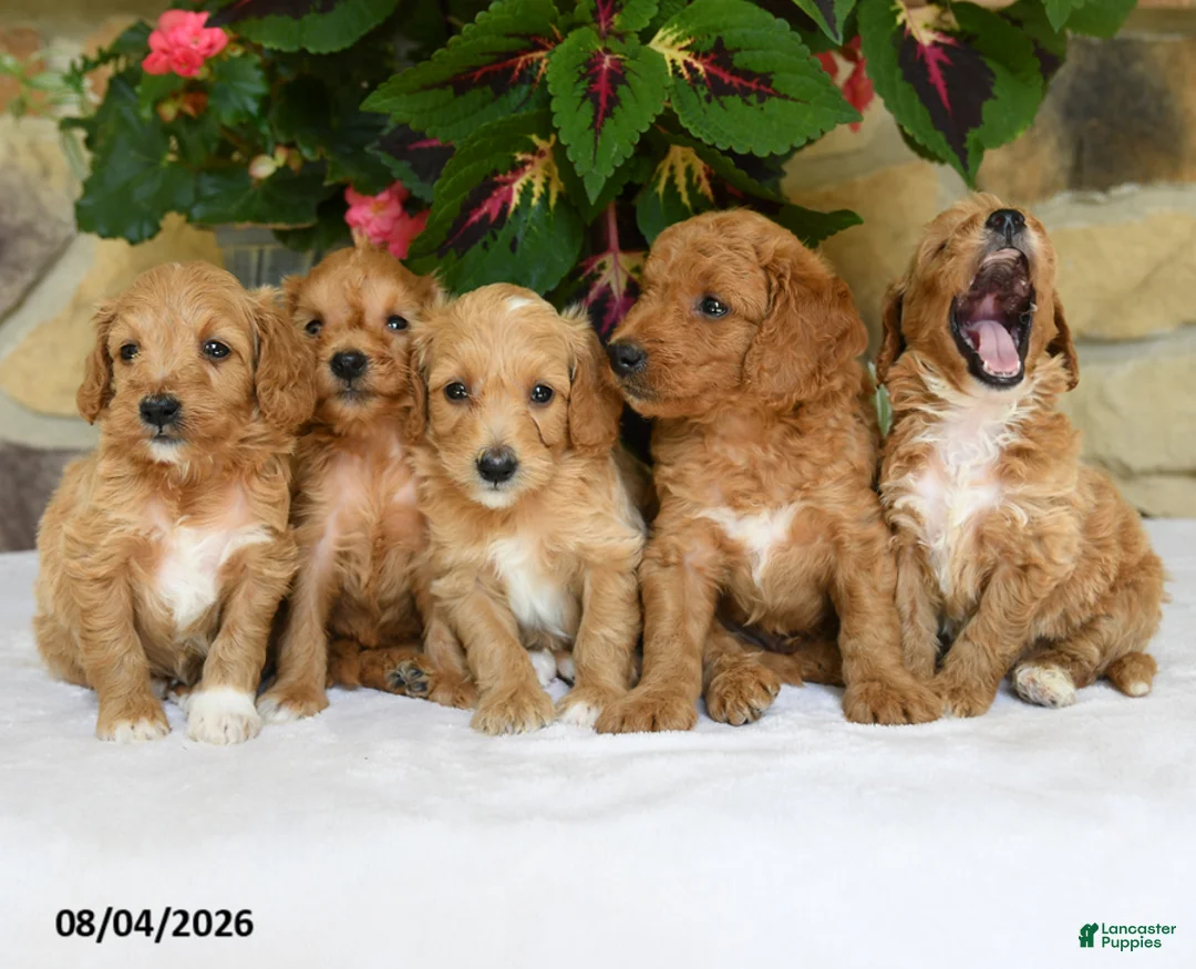 Mini Goldendoodle dogs for sale: Ranger - Ad 5