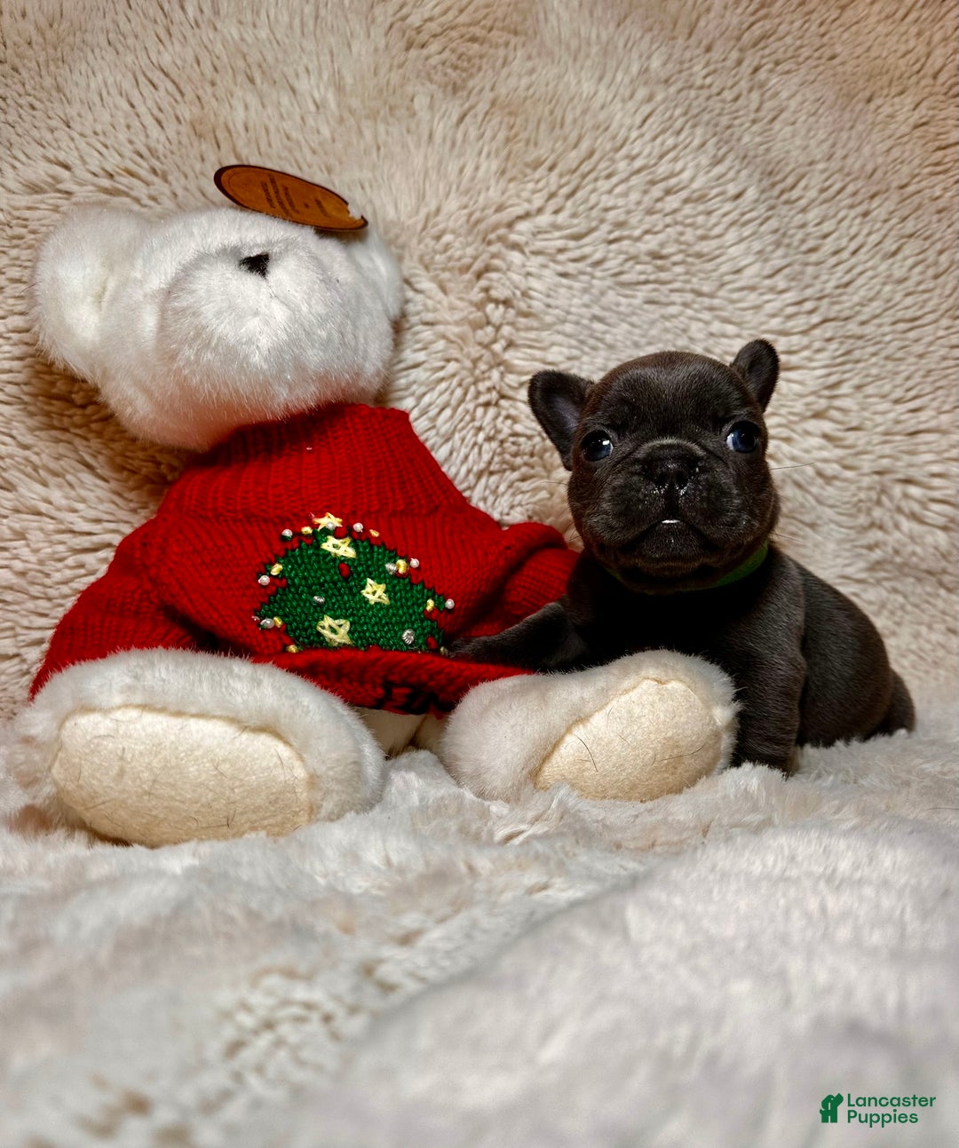 French Bulldog dogs for sale: Prince Charming - Ad 1