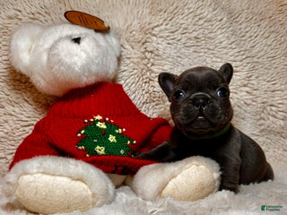 French Bulldog dogs Prince Charming - Ad 12