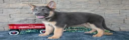 German Shepherd dogs for sale: Allie - Ad 2