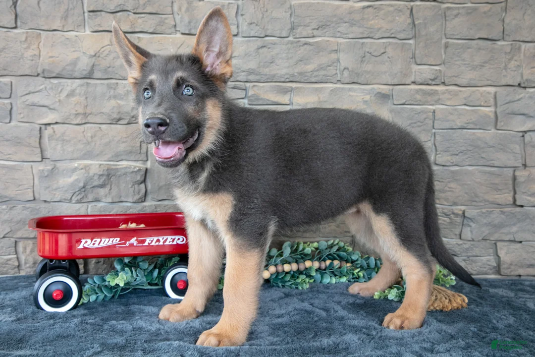 German Shepherd dogs for sale: Allie - Ad 2
