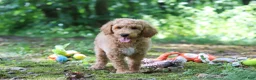 Standard Poodle dogs for sale: Leo - Ad 32