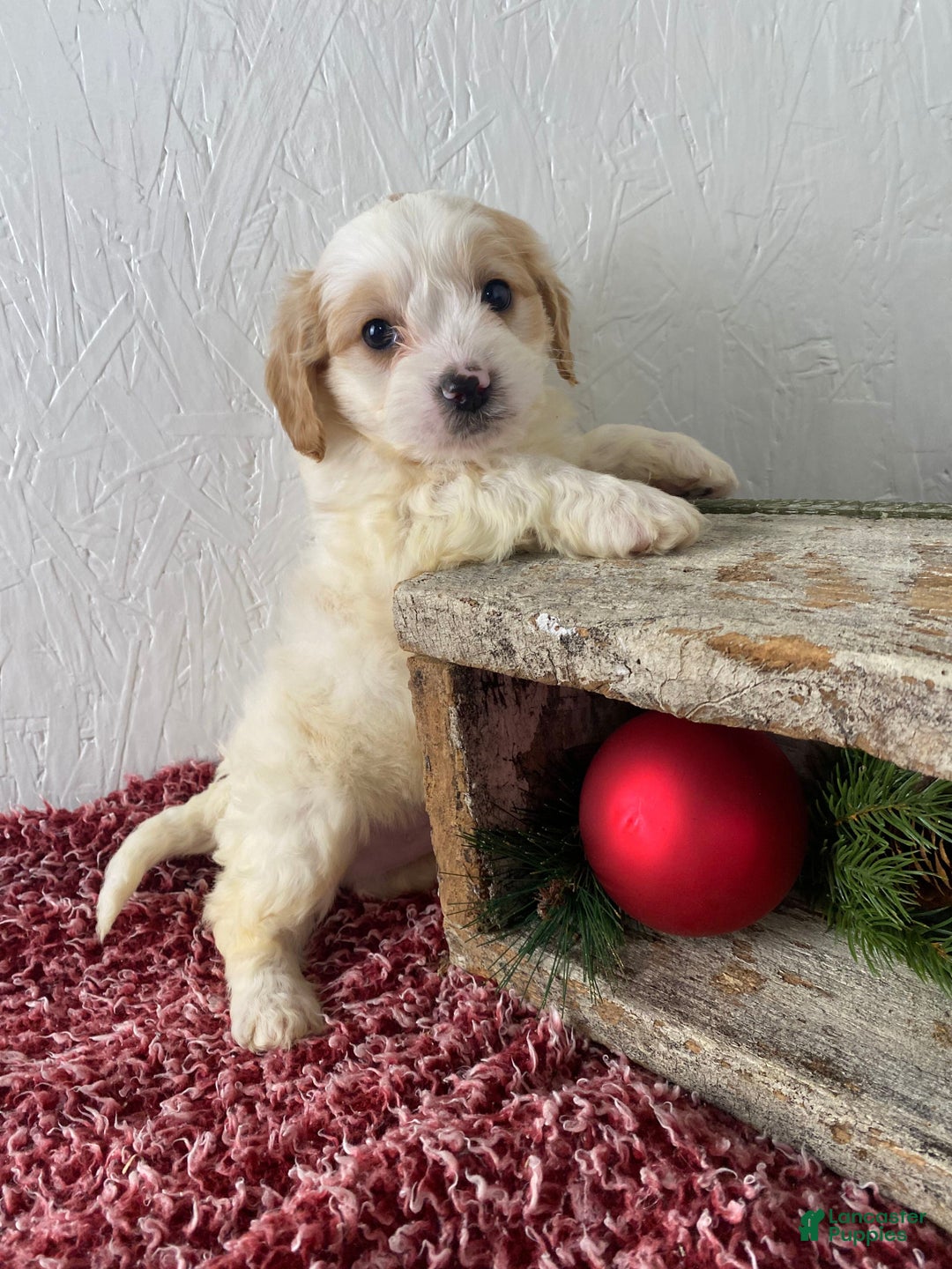 Cockapoo dogs for sale: Ace - Ad 2