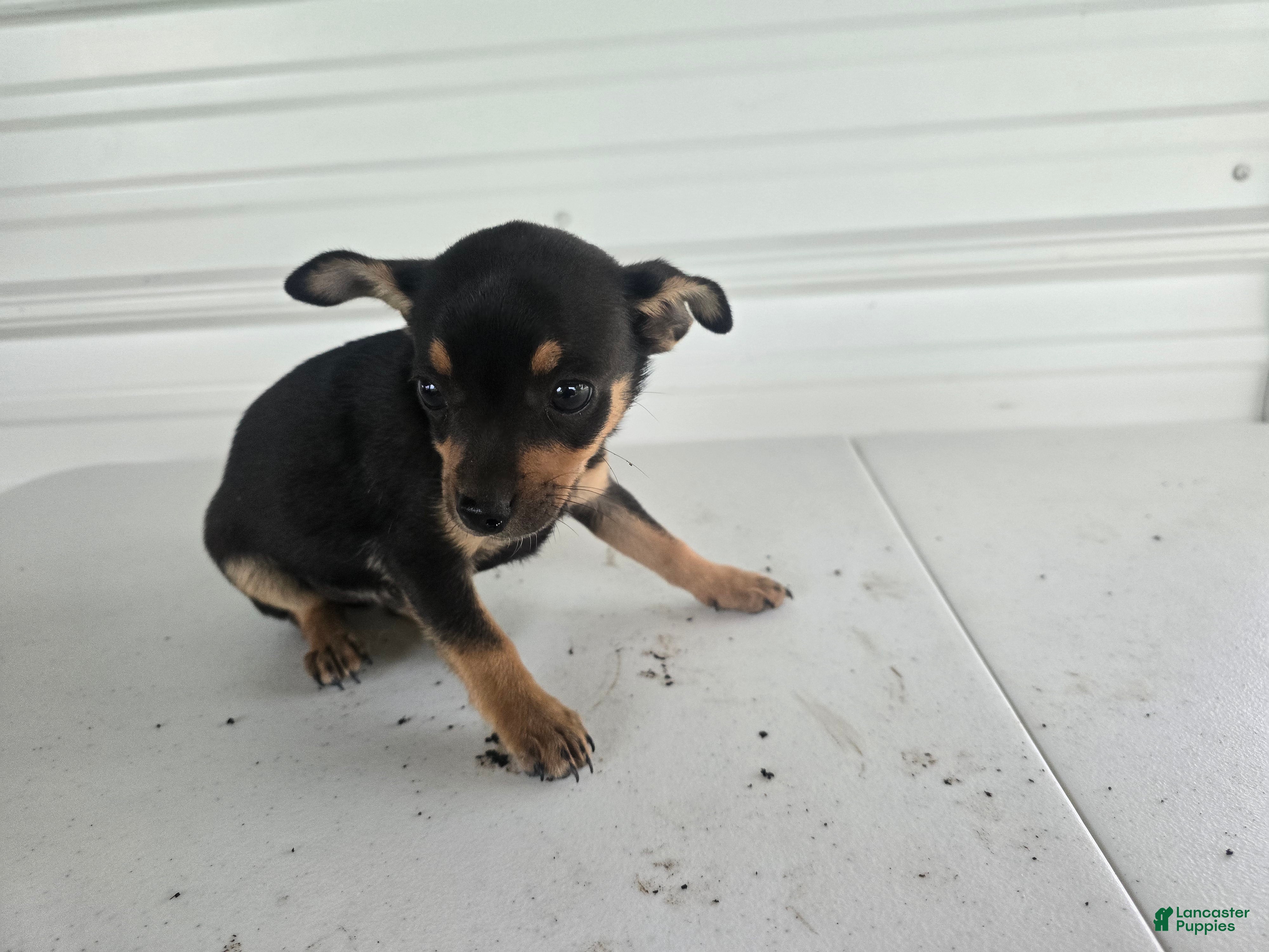 Chihuahua dogs Brutis - Ad 2