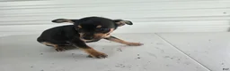 Chihuahua dogs for sale: Brutis - Ad 2