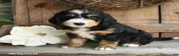 Mini Bernedoodle dogs for sale: Rocky - Ad 1