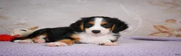 Mini Bernedoodle dogs for sale: Ben - Ad 6