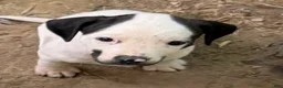 Mixed Breed dogs for sale: Smiley  - Ad 3