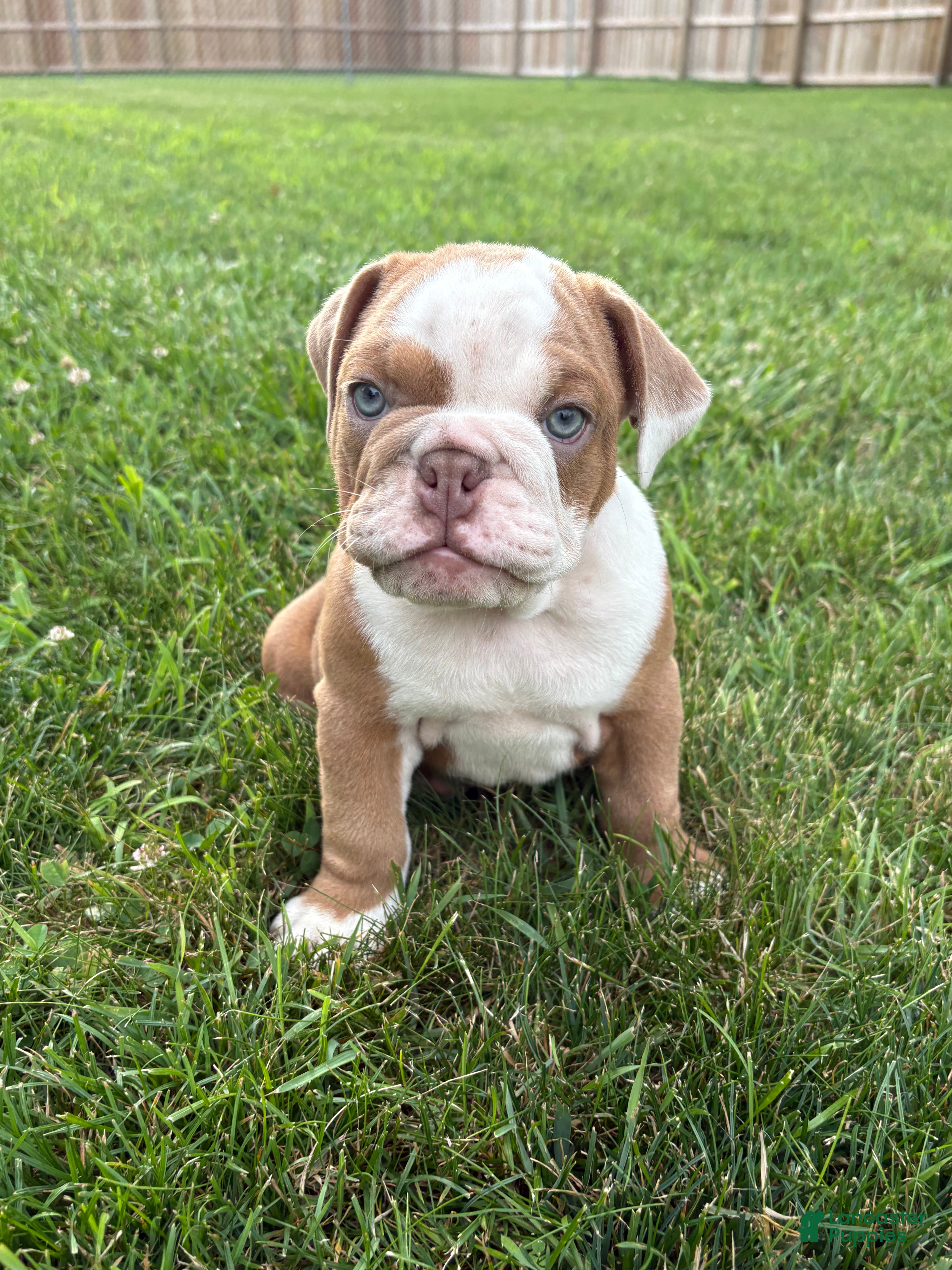 Mixed Breed dogs Lucy - Ad 2